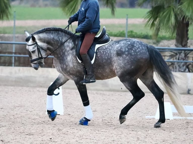 PRE Mix Stallion 5 years 16,1 hh Grey in Navas Del Madro&#xF1;o