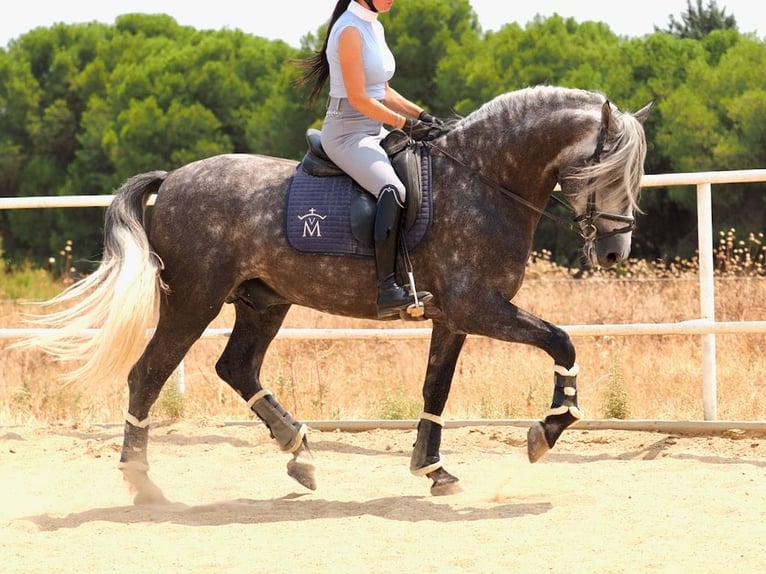 PRE Mix Stallion 5 years 16,1 hh Grey in Navas Del Madro&#xF1;o