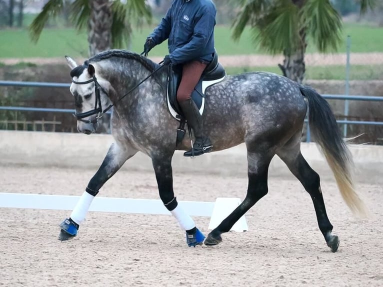 PRE Mix Stallion 5 years 16,1 hh Grey in Navas Del Madro&#xF1;o