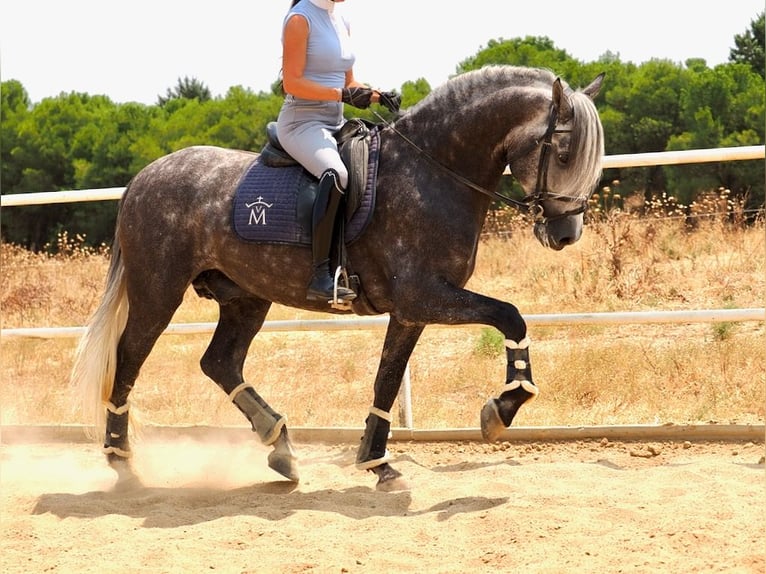 PRE Mix Stallion 5 years 16,1 hh Grey in Navas Del Madro&#xF1;o