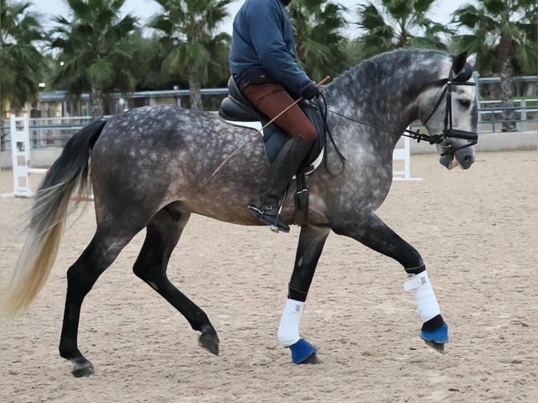 PRE Mix Stallion 5 years 16,1 hh Grey in Navas Del Madro&#xF1;o