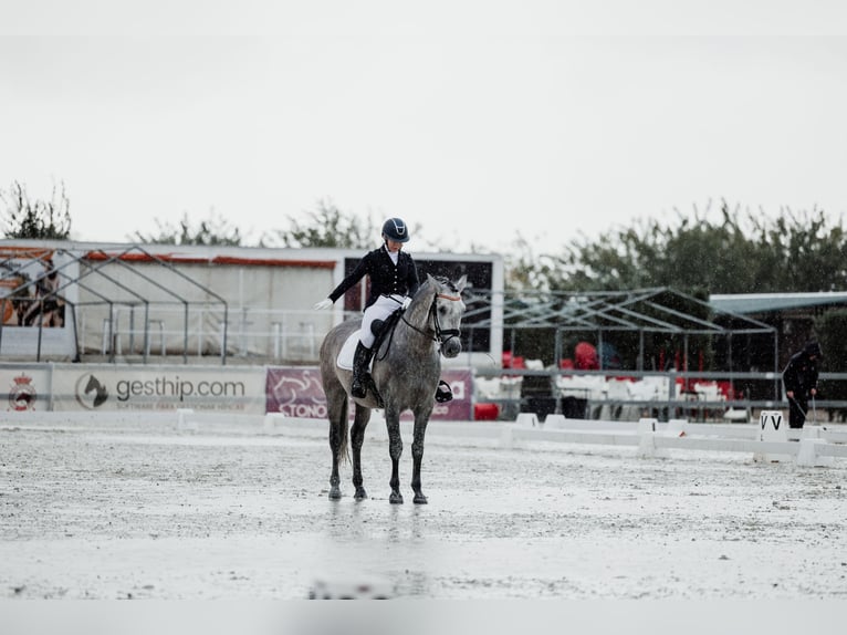 PRE Mix Stallion 5 years 16,1 hh Grey-Fleabitten in San Lorenzo De El Escorial