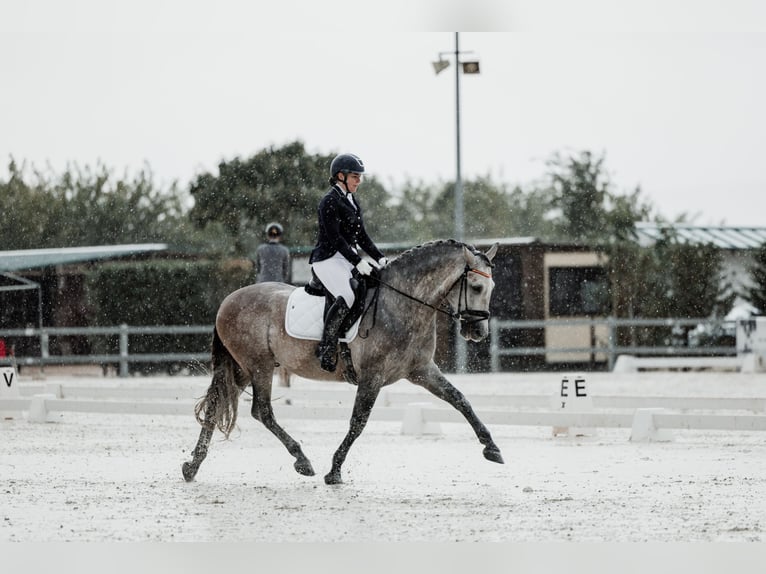 PRE Mix Stallion 5 years 16,1 hh Grey-Fleabitten in San Lorenzo De El Escorial