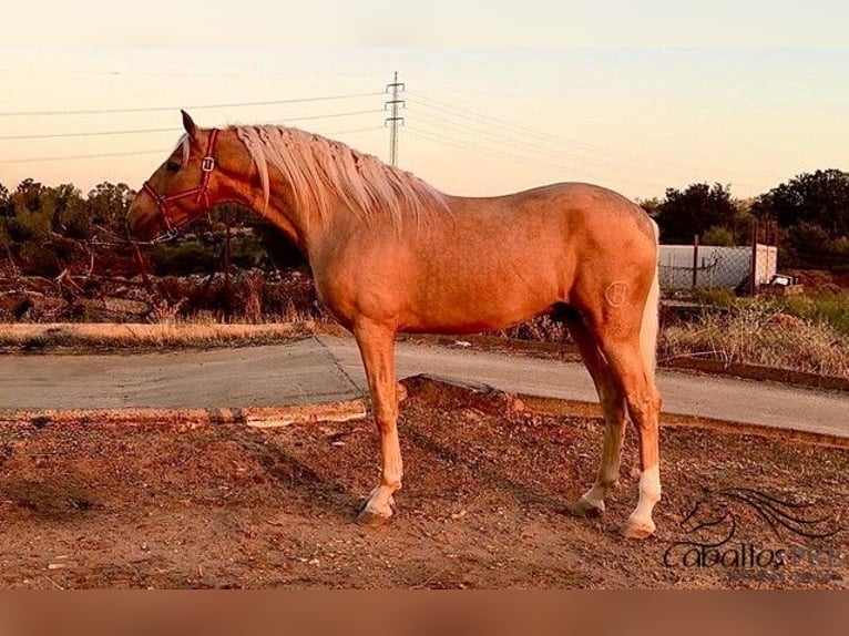 PRE Mix Stallion 5 years 16,1 hh Palomino in Merida
