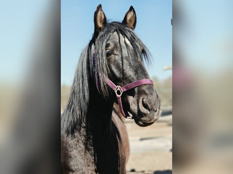 PRE Mix Stallion 5 years 16,2 hh Black in Thyrow
