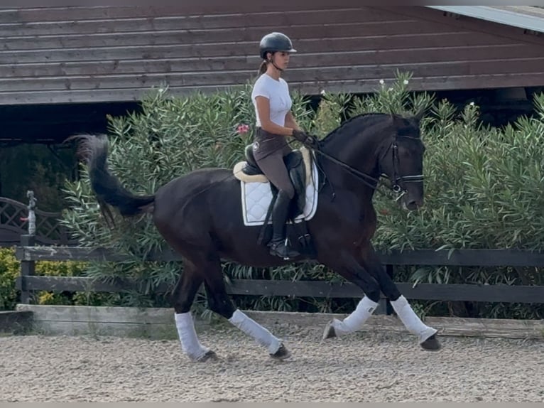 PRE Mix Stallion 5 years 16,2 hh Black in Santa Perpetua de Mogoda