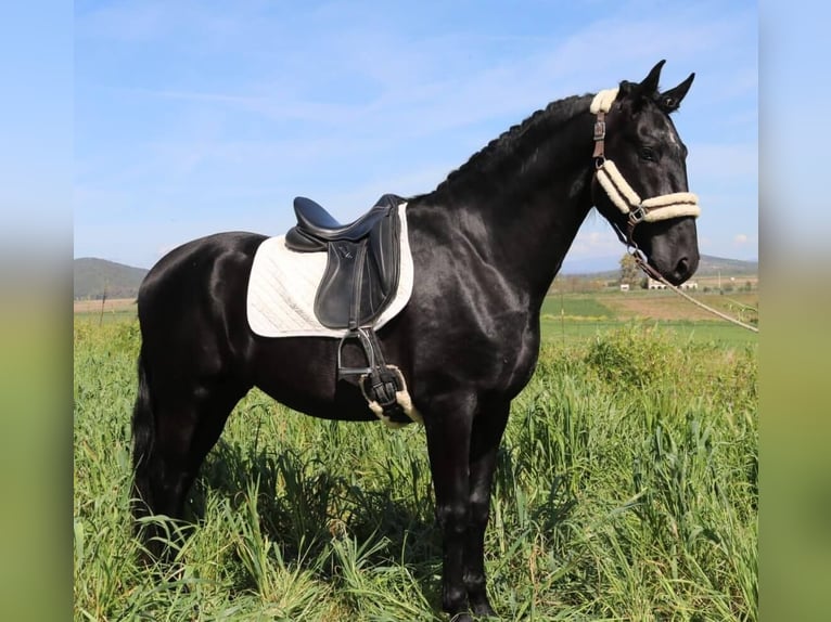 PRE Mix Stallion 5 years 16,2 hh Black in Sevilla