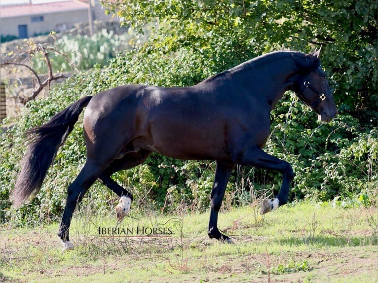 PRE Mix Stallion 5 years 16,2 hh Black in NAVAS DEL MADRONO