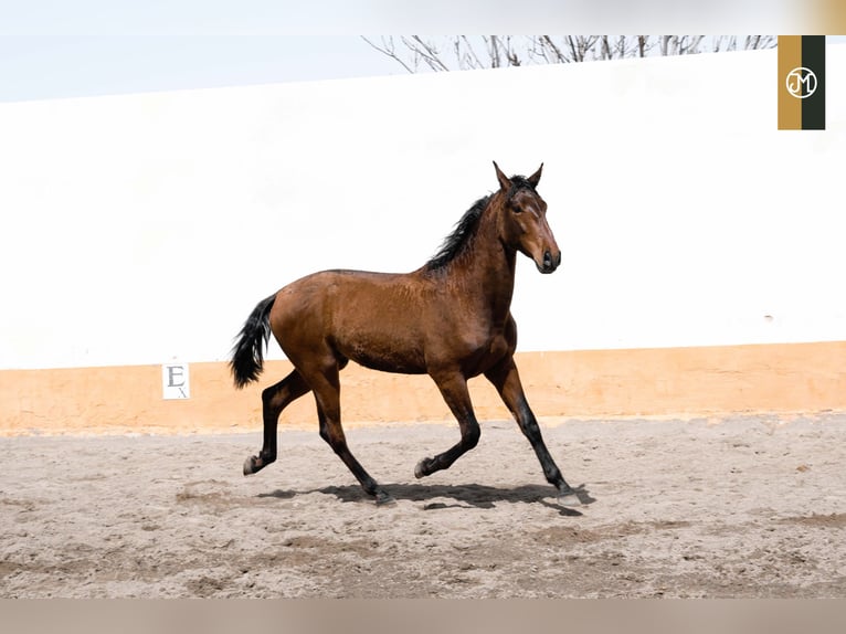 PRE Stallion 5 years 16,2 hh Brown in Albacete, Spain