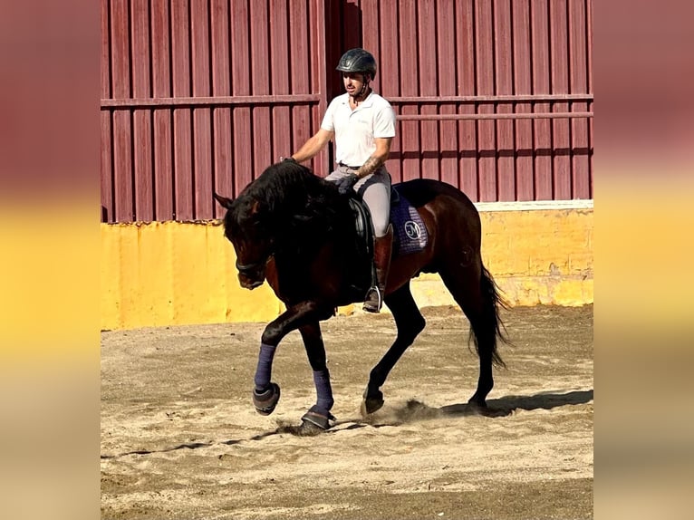 PRE Stallion 5 years 16,2 hh Brown in Albacete, Spain