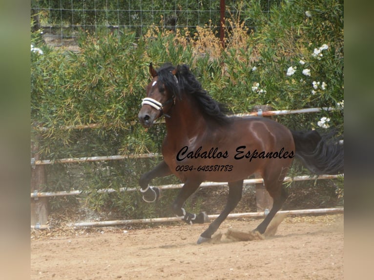 PRE Stallion 5 years 16,2 hh Brown in Vejer de la Frontera
