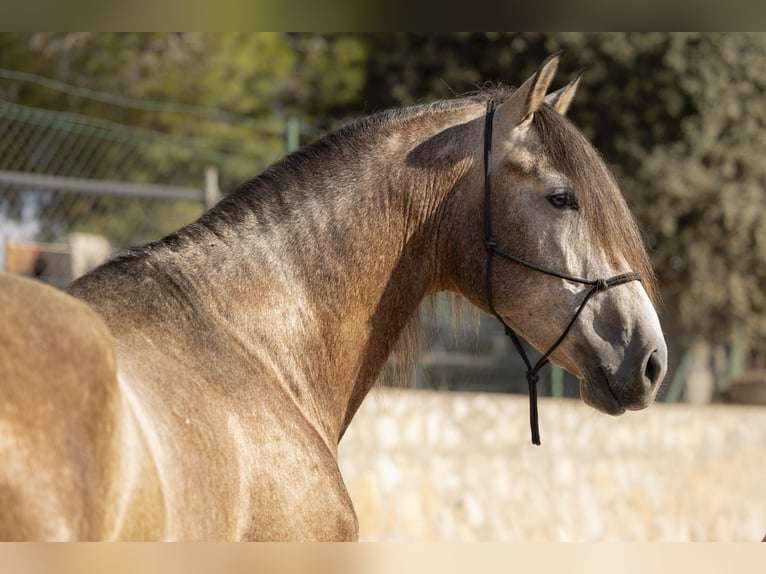 PRE Stallion 5 years 16,2 hh Brown Falb mold in El Catllar