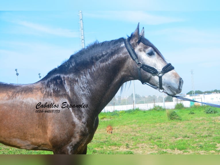PRE Mix Stallion 5 years 16,2 hh Brown Falb mold in vejer de la frontera