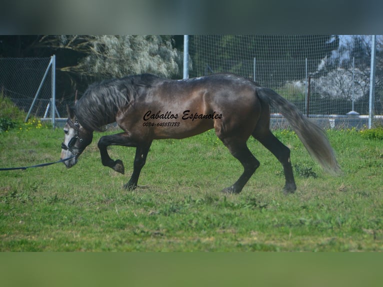 PRE Mix Stallion 5 years 16,2 hh Brown Falb mold in vejer de la frontera