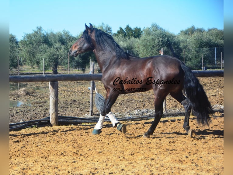 PRE Stallion 5 years 16,2 hh Brown in Vejer de la Frontera