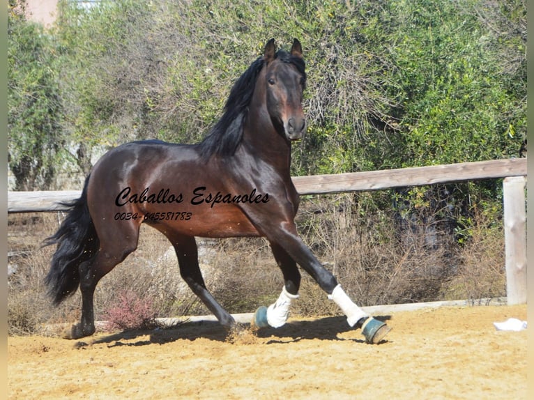 PRE Stallion 5 years 16,2 hh Brown in Vejer de la Frontera