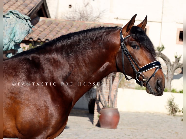 PRE Mix Stallion 5 years 16,2 hh Brown in Santa Perpetua de Mogoda