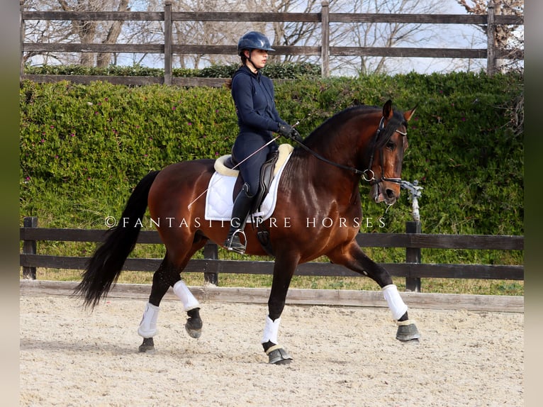 PRE Mix Stallion 5 years 16,2 hh Brown in Santa Perpetua de Mogoda