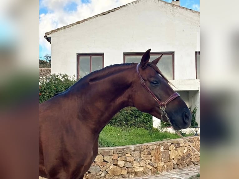 PRE Stallion 5 years 16,2 hh Chestnut-Red in Campo De Camara (Almogia)