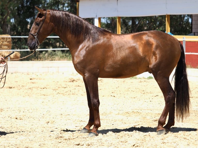 PRE Mix Stallion 5 years 16,2 hh Chestnut-Red in Navas Del Madroño