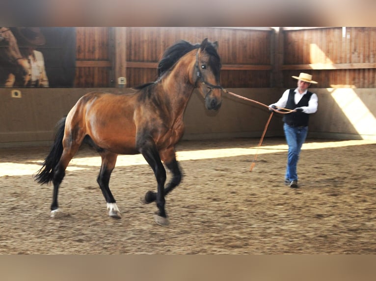 PRE Mix Stallion 5 years 16,2 hh Dun in Steinebach