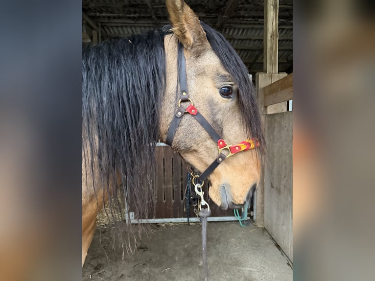 PRE Mix Stallion 5 years 16,2 hh Dun in Steinebach