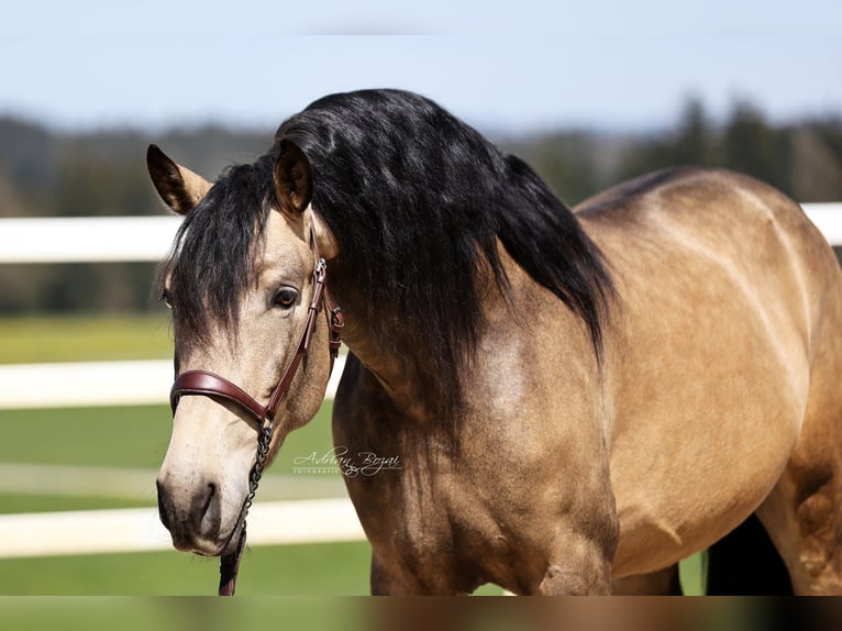PRE Stallion 5 years 16,2 hh Dun in Sigmarszell