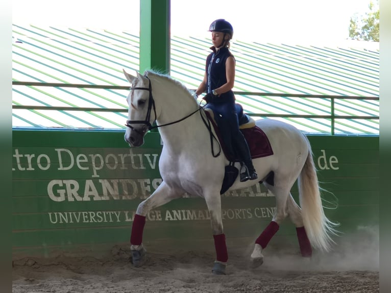 PRE Stallion 5 years 16,2 hh Gray in Sagunt/Sagunto