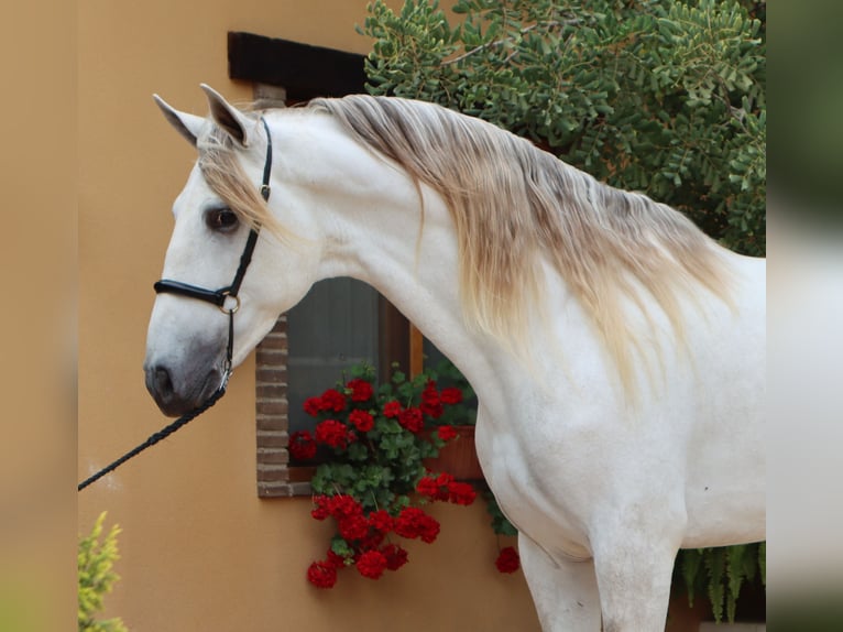 PRE Stallion 5 years 16,2 hh Gray in Sagunt/Sagunto