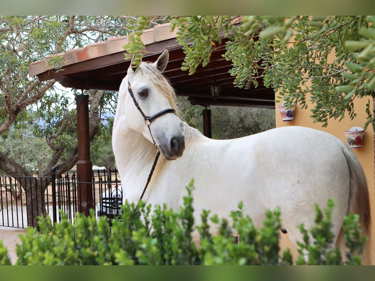 PRE Stallion 5 years 16,2 hh Gray in Sagunt/Sagunto
