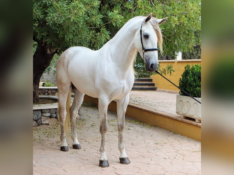 PRE Stallion 5 years 16,2 hh Gray in Sagunt/Sagunto