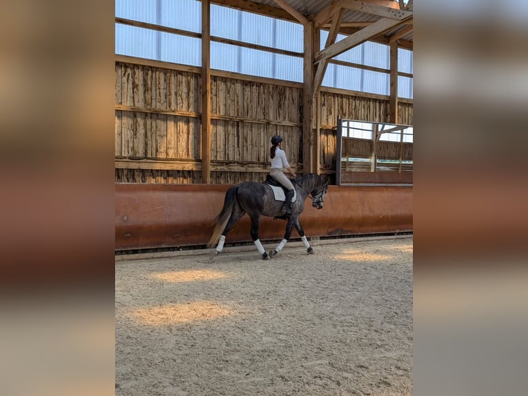 PRE Stallion 5 years 16,2 hh Gray in Crest
