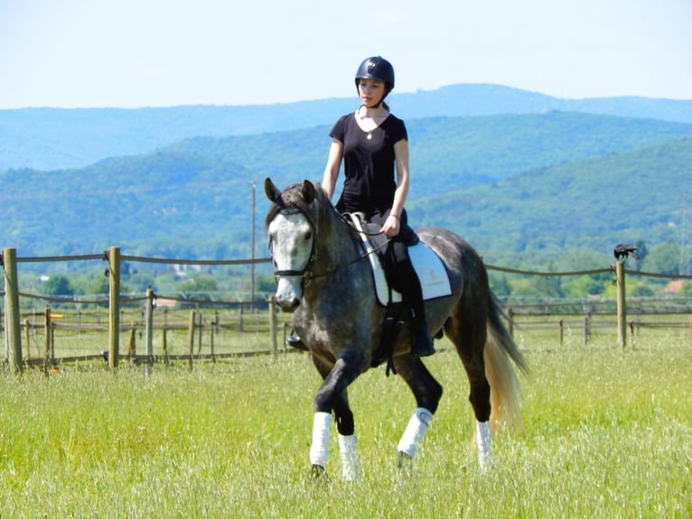 PRE Stallion 5 years 16,2 hh Gray in Crest