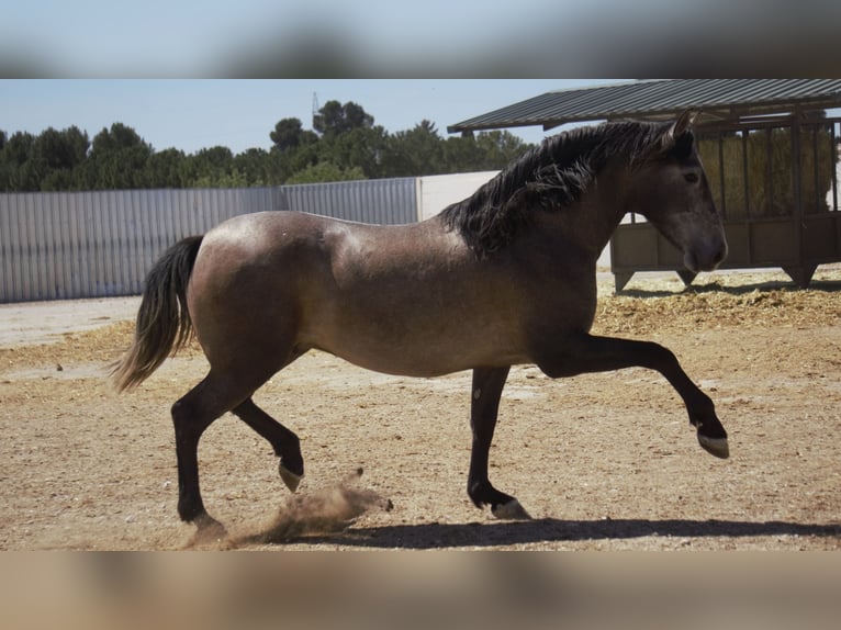 PRE Mix Stallion 5 years 16,2 hh Grey in Rafelguaraf