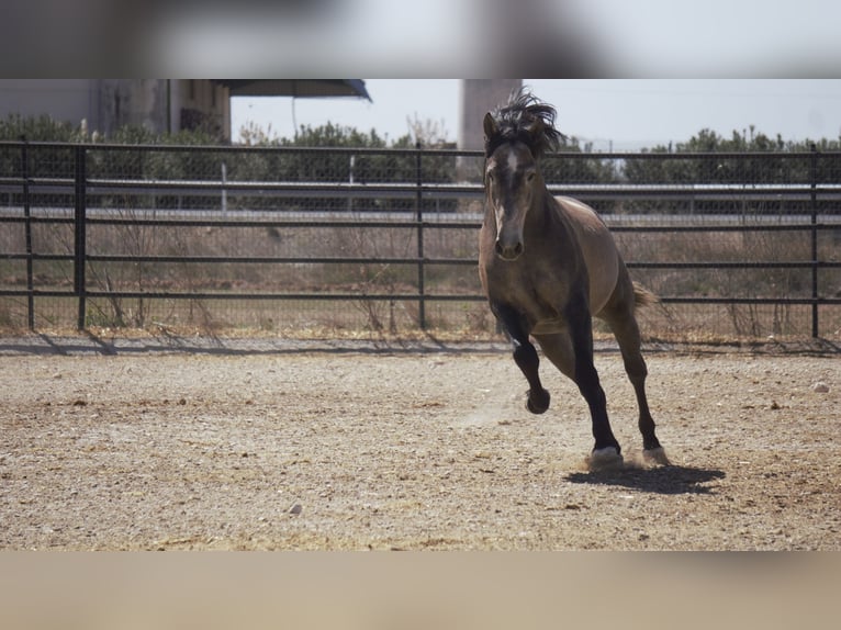 PRE Mix Stallion 5 years 16,2 hh Grey in Rafelguaraf