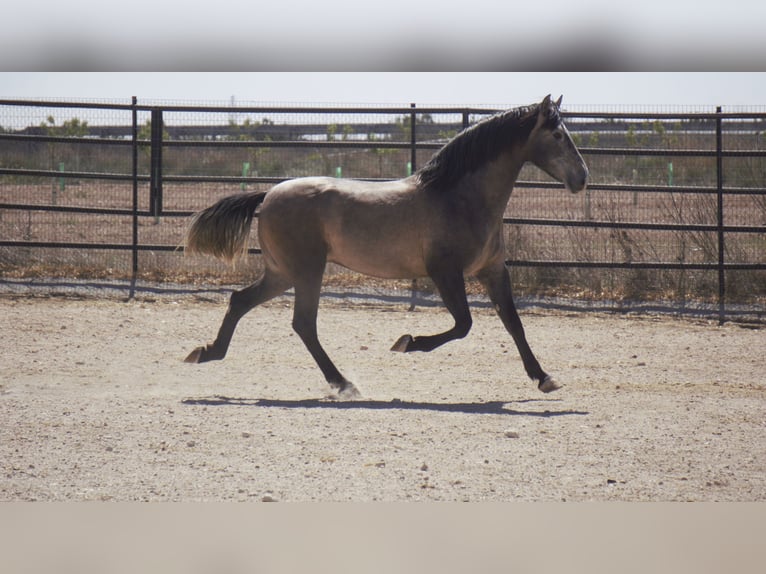 PRE Mix Stallion 5 years 16,2 hh Grey in Rafelguaraf