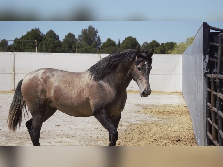 PRE Mix Stallion 5 years 16,2 hh Grey in Rafelguaraf