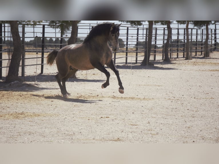PRE Mix Stallion 5 years 16,2 hh Grey in Rafelguaraf