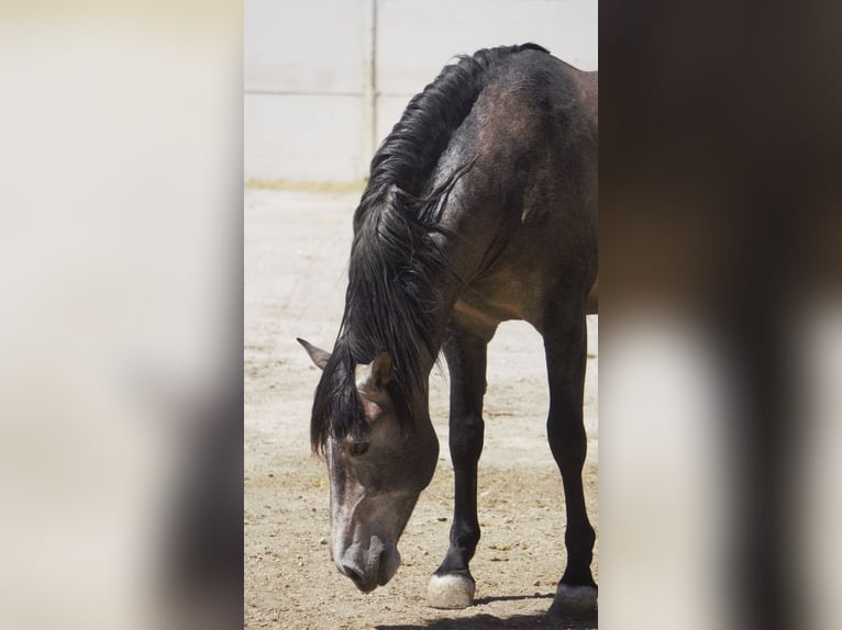 PRE Mix Stallion 5 years 16,2 hh Grey in Rafelguaraf