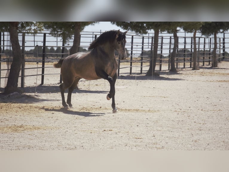 PRE Mix Stallion 5 years 16,2 hh Grey in Rafelguaraf