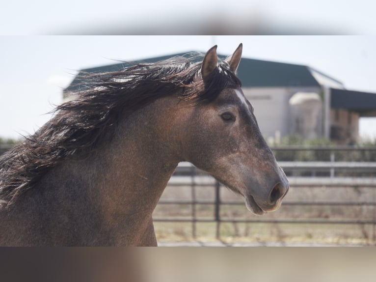 PRE Mix Stallion 5 years 16,2 hh Grey in Rafelguaraf