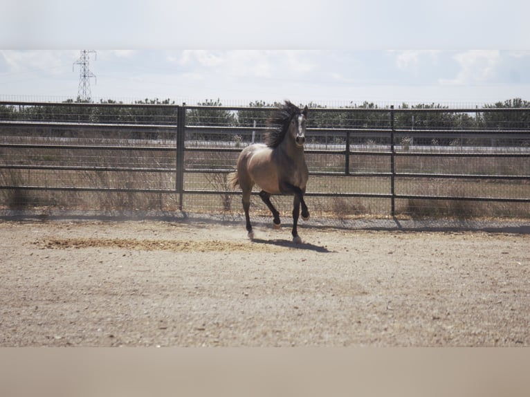 PRE Mix Stallion 5 years 16,2 hh Grey in Rafelguaraf