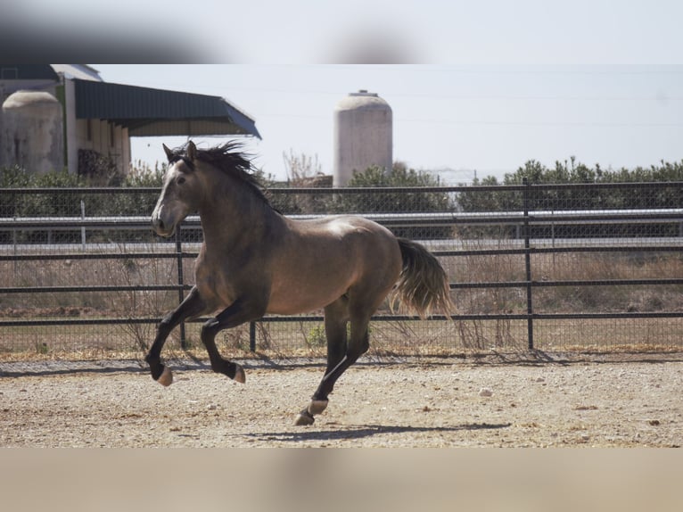 PRE Mix Stallion 5 years 16,2 hh Grey in Rafelguaraf