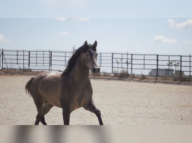 PRE Mix Stallion 5 years 16,2 hh Grey in Rafelguaraf