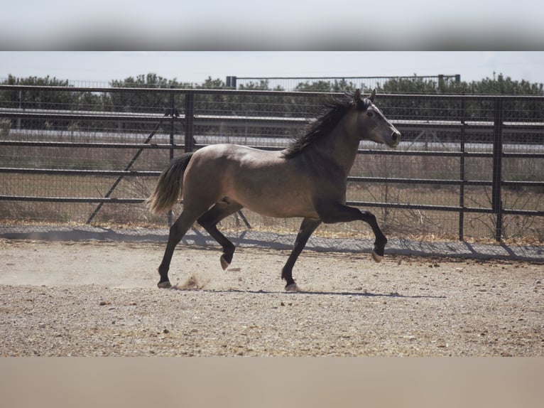 PRE Mix Stallion 5 years 16,2 hh Grey in Rafelguaraf