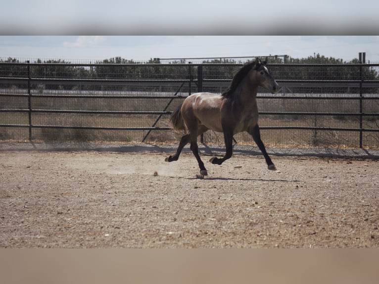 PRE Mix Stallion 5 years 16,2 hh Grey in Rafelguaraf