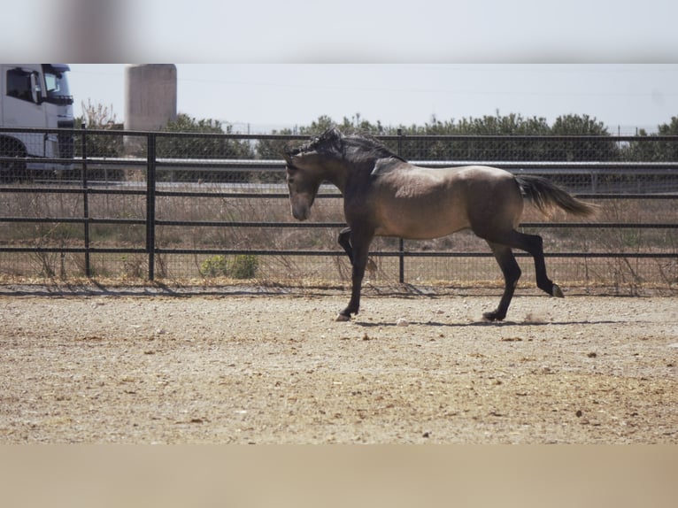 PRE Mix Stallion 5 years 16,2 hh Grey in Rafelguaraf