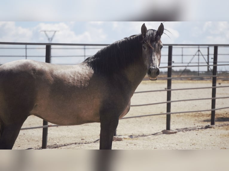 PRE Mix Stallion 5 years 16,2 hh Grey in Rafelguaraf