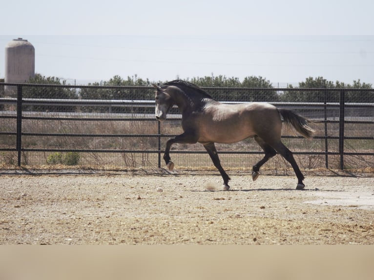 PRE Mix Stallion 5 years 16,2 hh Grey in Rafelguaraf