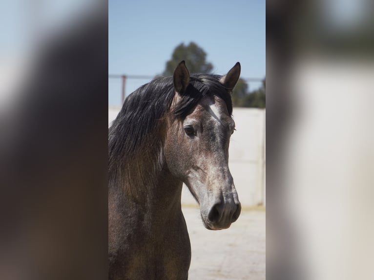 PRE Mix Stallion 5 years 16,2 hh Grey in Rafelguaraf